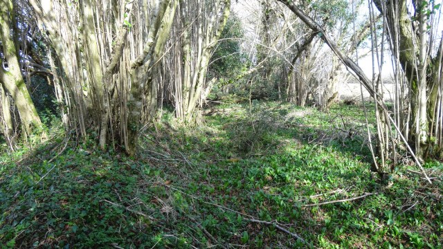 DSC01378 (2015_11_04 12_54_45 UTC)